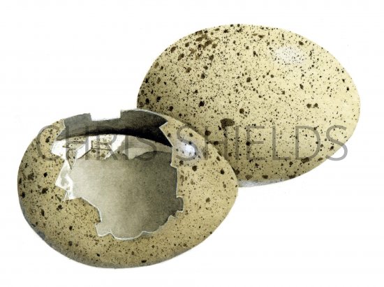 Illustration of Coot egg predated (Fulica atra) (#1043)