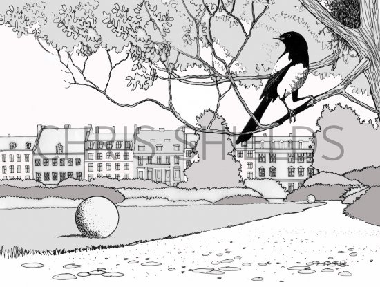Illustration of Magpie (Pica pica) (#0451)