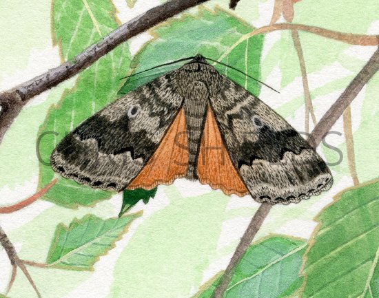 Illustration of Copper Underwing (Amphipyra pyramidea) (#2462)