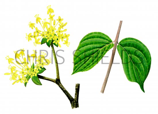 Illustration of Cornelian Cherry (Cornus mas) (#3236)