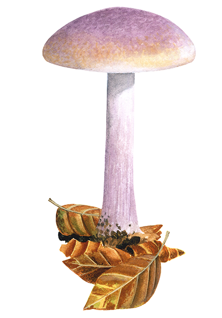 Illustration of Cortinarius sodagnitus (Bitter Bigfoot Webcap) (#4466)