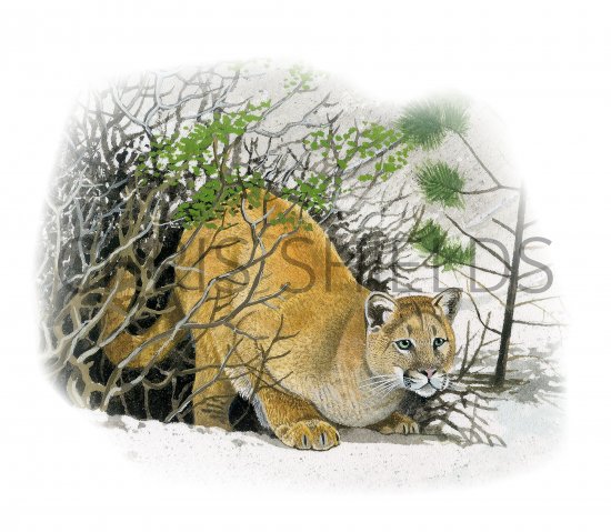 Illustration of Cougar (Puma concolor) (#3910)