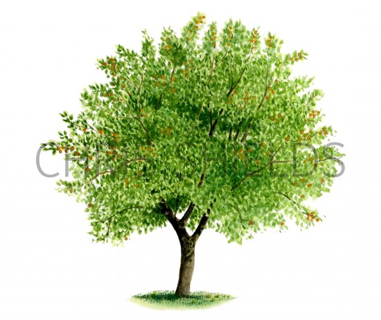 Illustration of Crab Apple tree (Malus sylvestris) (#0128)