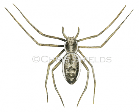 Illustration of Crab Spider female (Philodromus dispor) (#3315)