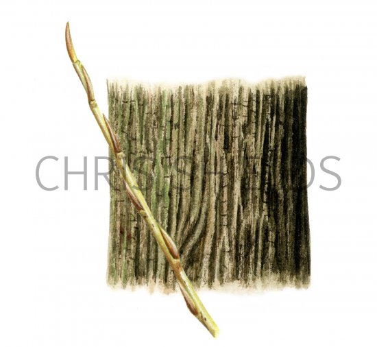 Illustration of Crackm Willow bark & twig (Salix fragilis) (#2395)