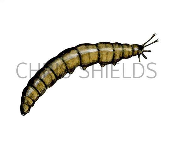 Illustration of Crane Fly Larvae (#2666)