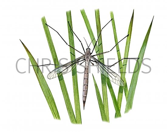 Illustration of Crane Fly (Tipula oleracea) (#1140)