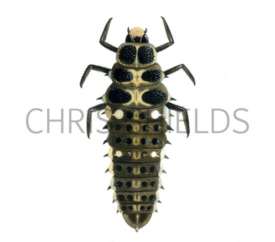 Illustration of Cream-spot Ladybird Larvae (Calvia 14-guttata) (#1781)