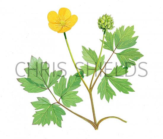 Illustration of Creeping buttercup (Ranunculus repens) (#2271)