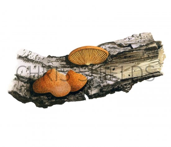 Illustration of Crepidotus cinnabarinus (#3617)