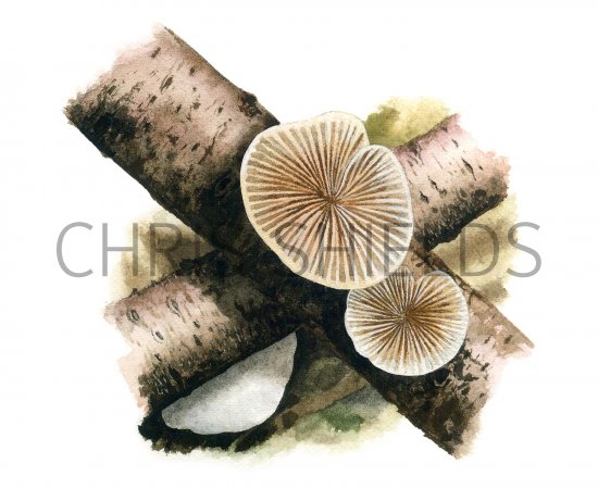 Illustration of Crepidotus variabilis (Variable Oysterling) (#3609)