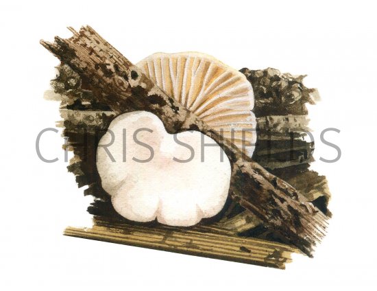Illustration of Crepidotus versutus (#3615)