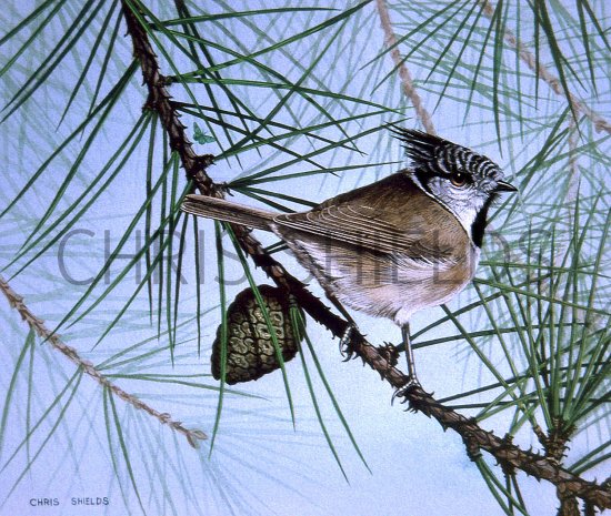 Illustration of Crested Tit, (Lophophanes cristatus) (#1336)