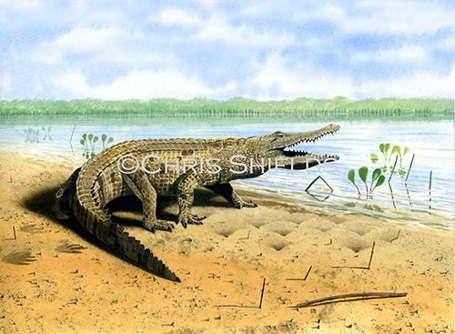 Illustration of Crocodile (Crocodylus niloticus) (#0388)