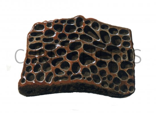 Illustration of Crocodile (Crocodylus) scale fossil (#0469)