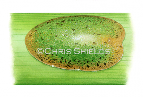 Illustration of Croton Scale Insect (Phalacrococcus howetoni) (#4688)