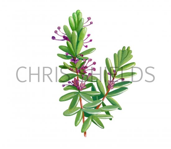 Illustration of Crowberry Flowers (Empetrum nigrum) (#3445)