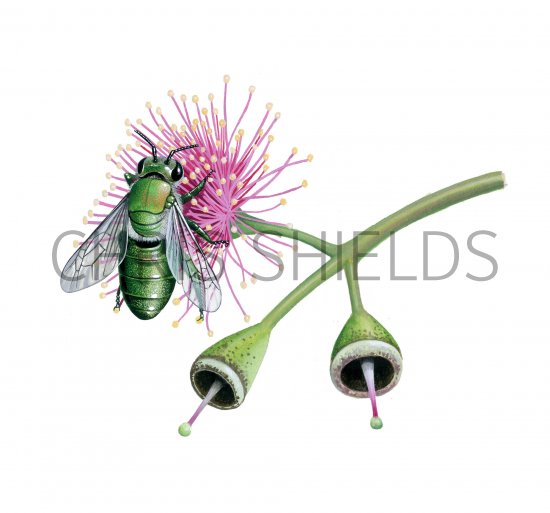 Illustration of Ctenocolletes aragdinus (Australian bee) (#3809)