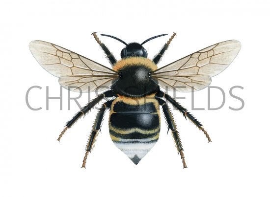 Illustration of Cuckoo Bumblebee (Bombus bohemicus) (male) (#2573)