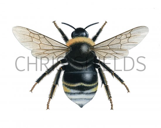 Illustration of Cuckoo Bumblebee (Bombus bohemicus) (queen) (#2545)