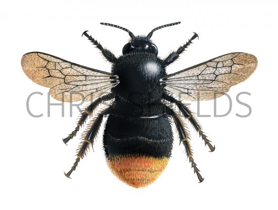 Illustration of Cuckoo Bumblebee (Red-tailed) Bombus rupestris (#2624)