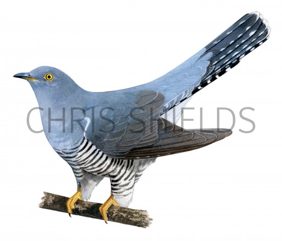 Illustration of Cuckoo (Cuculus canorus) (#4381)