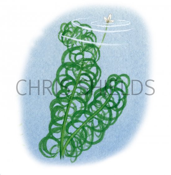 Illustration of Curly Water Thyme (Lagarosiphon major) (#4352)