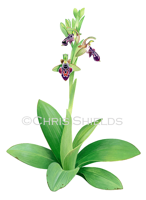 Illustration of Cyprus Bee Orchid (Ophrys kotschyi) (#4566)