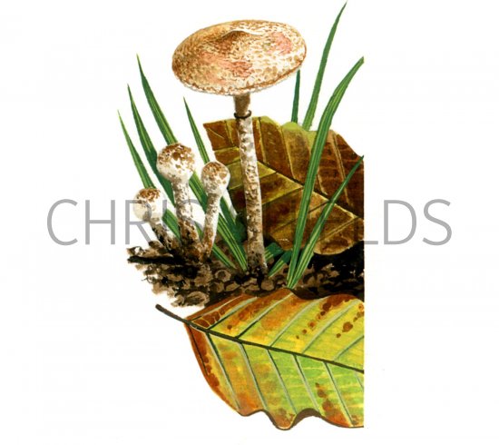 Illustration of Cystolepiota hetieri (#1688)