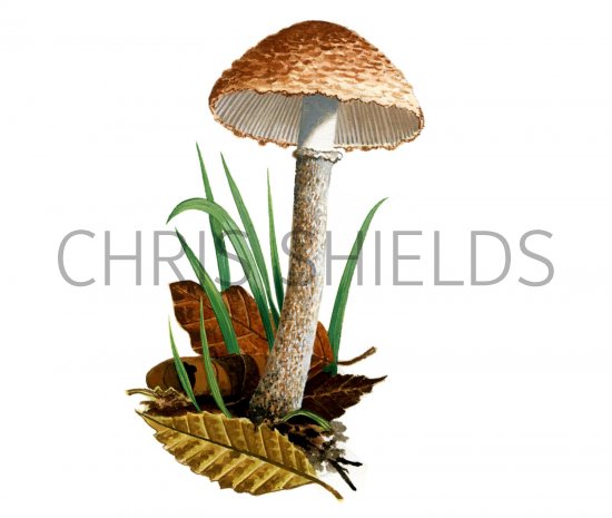 Illustration of Cystolepiota moelleri (#1691)