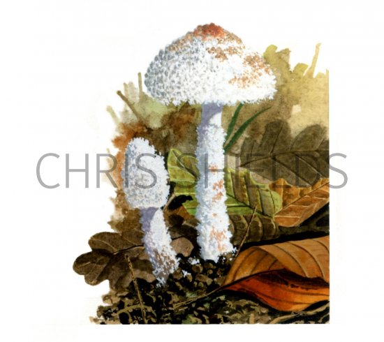 Illustration of Cystolepiota pulverulenta (#1650)