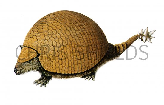 Illustration of Daedicurus (Glyptodon) (#0516)