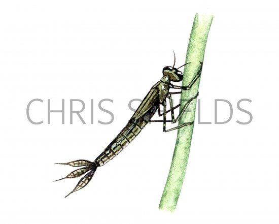 Illustration of Damselfly Nymph (Coenagrion) (#1287)