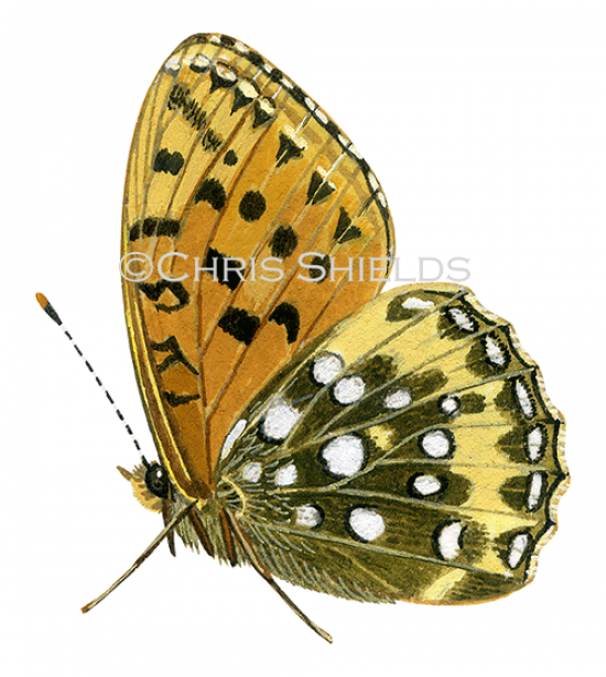 Illustration of Dark Green Fritillary (Argynnis aglaja) (#0297)