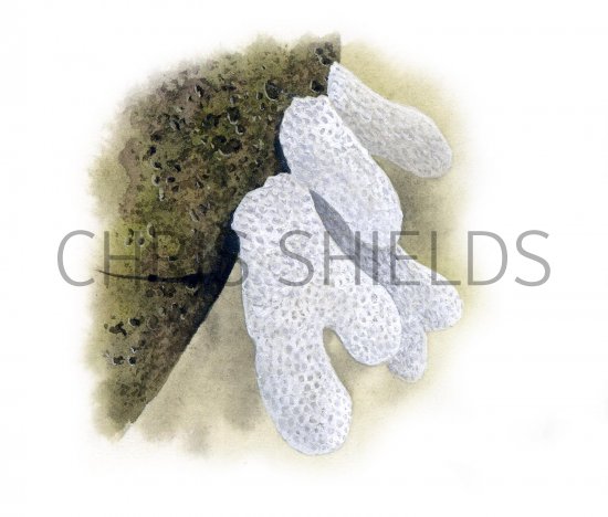 Illustration of Dead Mans Fingers (Soft Coral) (Alcyonium digitatum) (#1831)