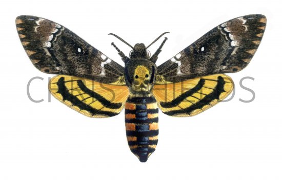 Illustration of Deaths head Hawkmoth (Acherontia atropos) (#0870)