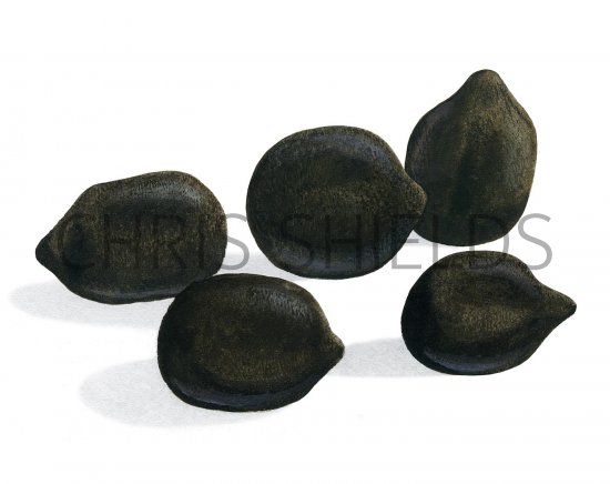 Illustration of Deer Droppings (Red) (#2932)