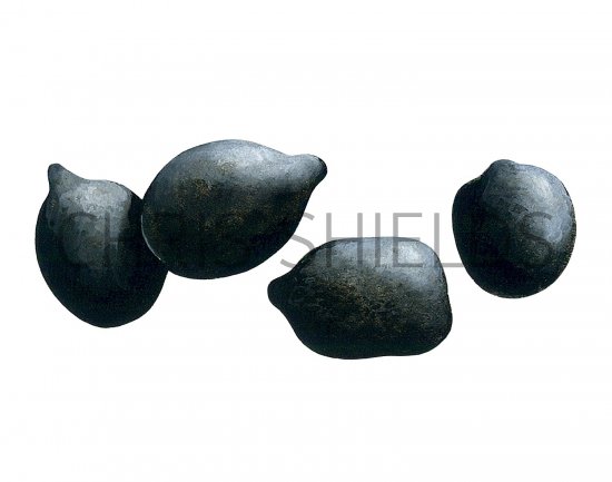 Illustration of Deer Droppings (Roe) (#2774)