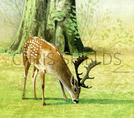 Illustration of Deer (Fallow) Dama dama (#0557)