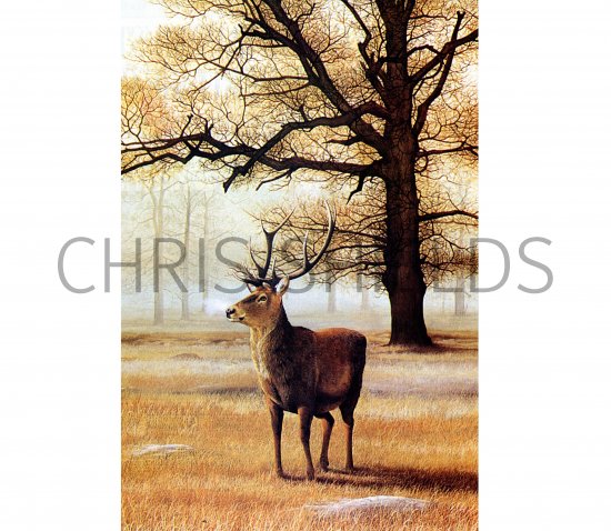 Illustration of Deer (Red) Stag (Cervus elaphus) (#0244)
