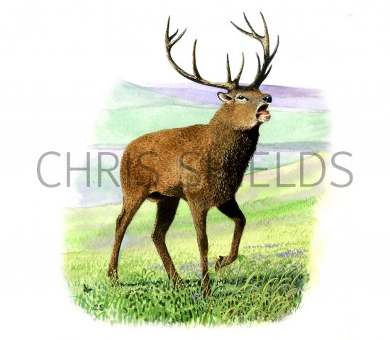 Illustration of Deer (Red) Stag (Cervus elaphus) (#0245)