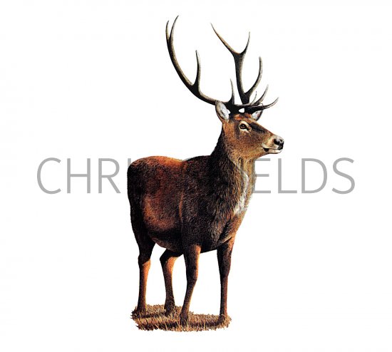 Illustration of Deer (Red) Stag (Cervus elaphus) (#3558)