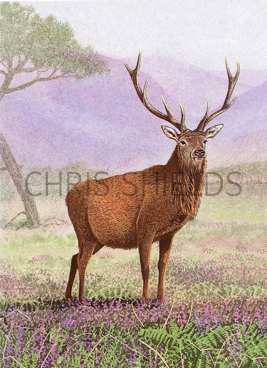 Illustration of Deer (Red) Stag (Cervus elaphus), (#3672)