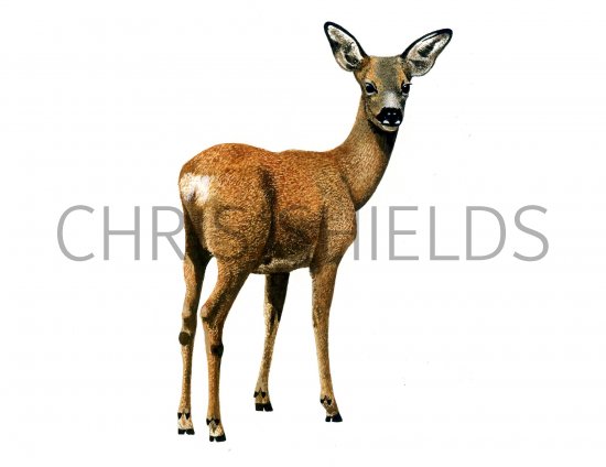 Illustration of Deer (Roe) Capreolus capreolus (#0668)