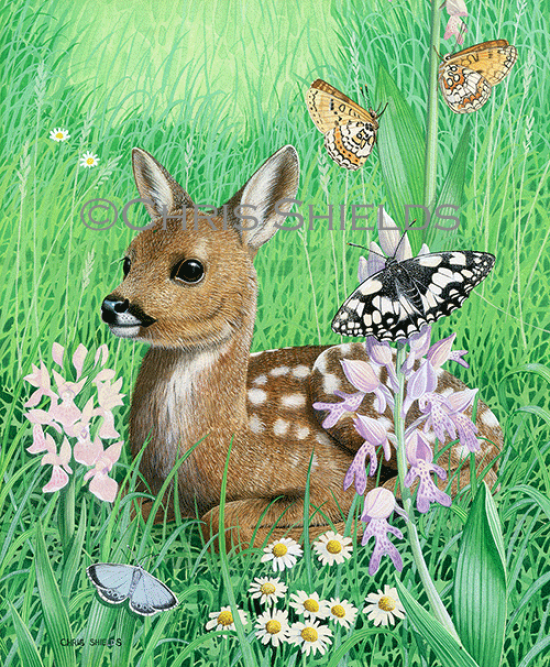 Illustration of Deer (Roe) Fawn (Capreolus capreolus) (#4716)