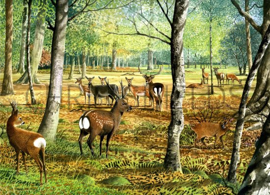 Illustration of Deer Woodland (#0560)