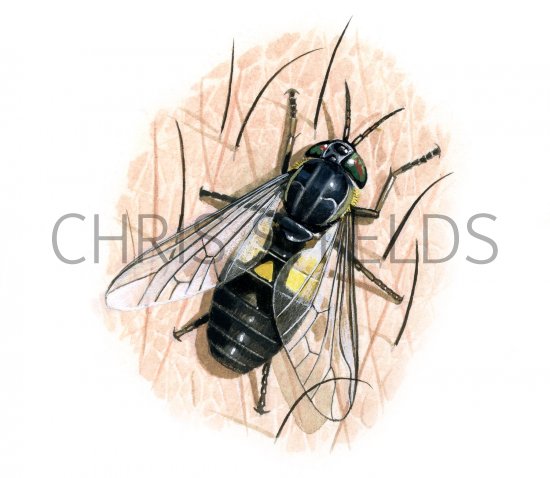 Illustration of Splayed Deerfly (Chrysops caecutiens) (#2358)
