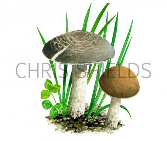 Illustration of Dermoloma cuneifolium (Crazed Cap) (#4054)