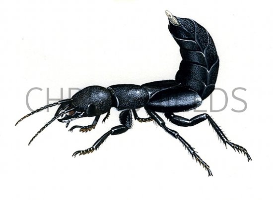 Illustration of Devils Coachhorse (Ocypus olens) (#0937)