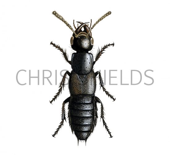 Illustration of Devils Coachhorse (Ocypus olens) (#2294)